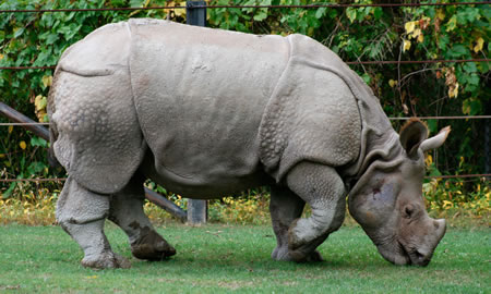 RINOCERONTE DE LA INDIA (Rhinoceros unicornis)